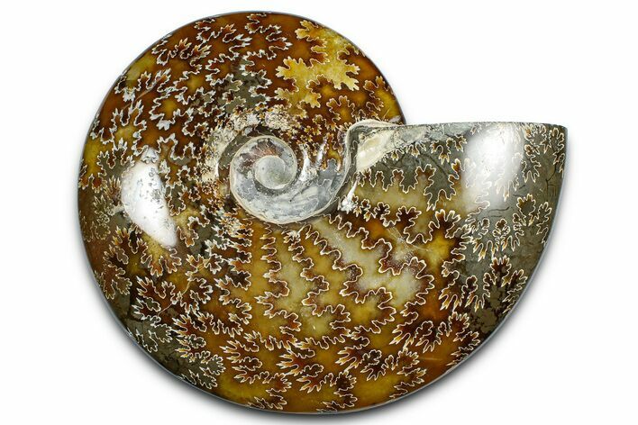 Polished Ammonite (Cleoniceras) Fossil - Madagascar #369628
